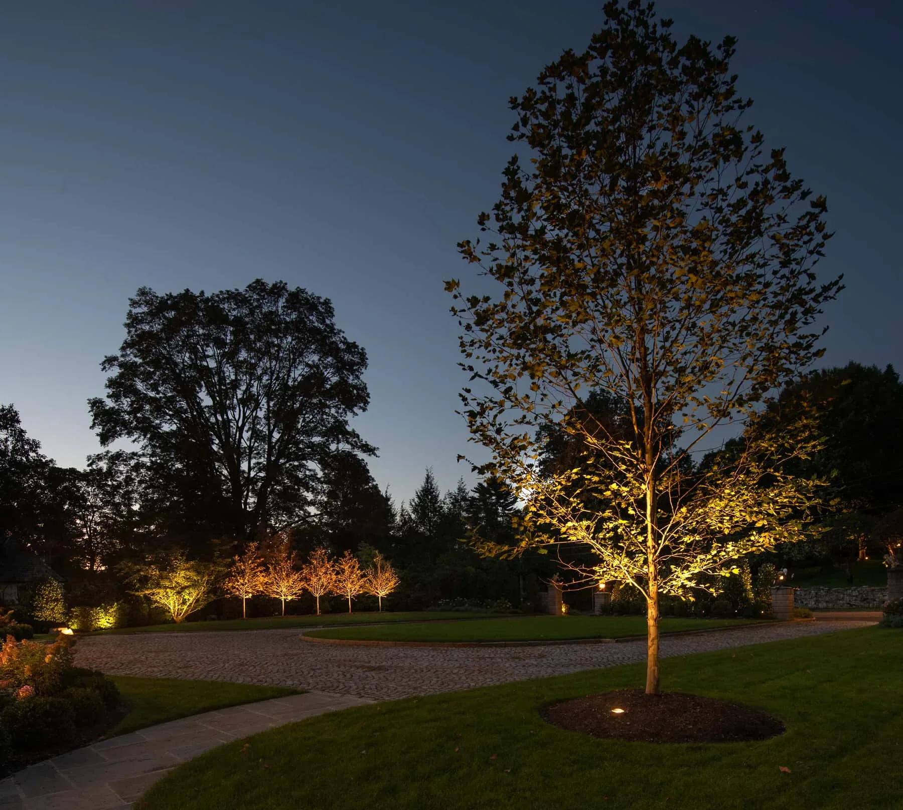 Young tree illuminated beside a curved path and lawn.