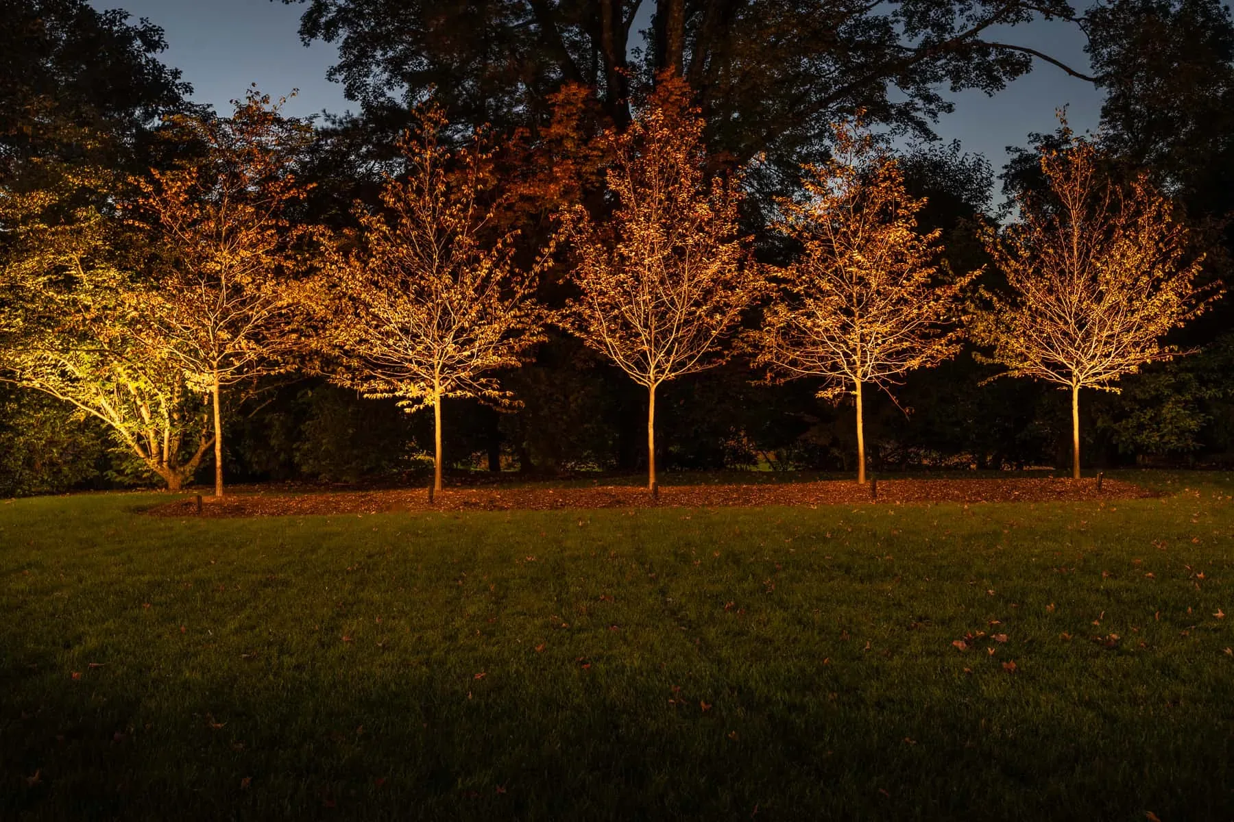 Row of small trees illuminated across the edge of a lawn.