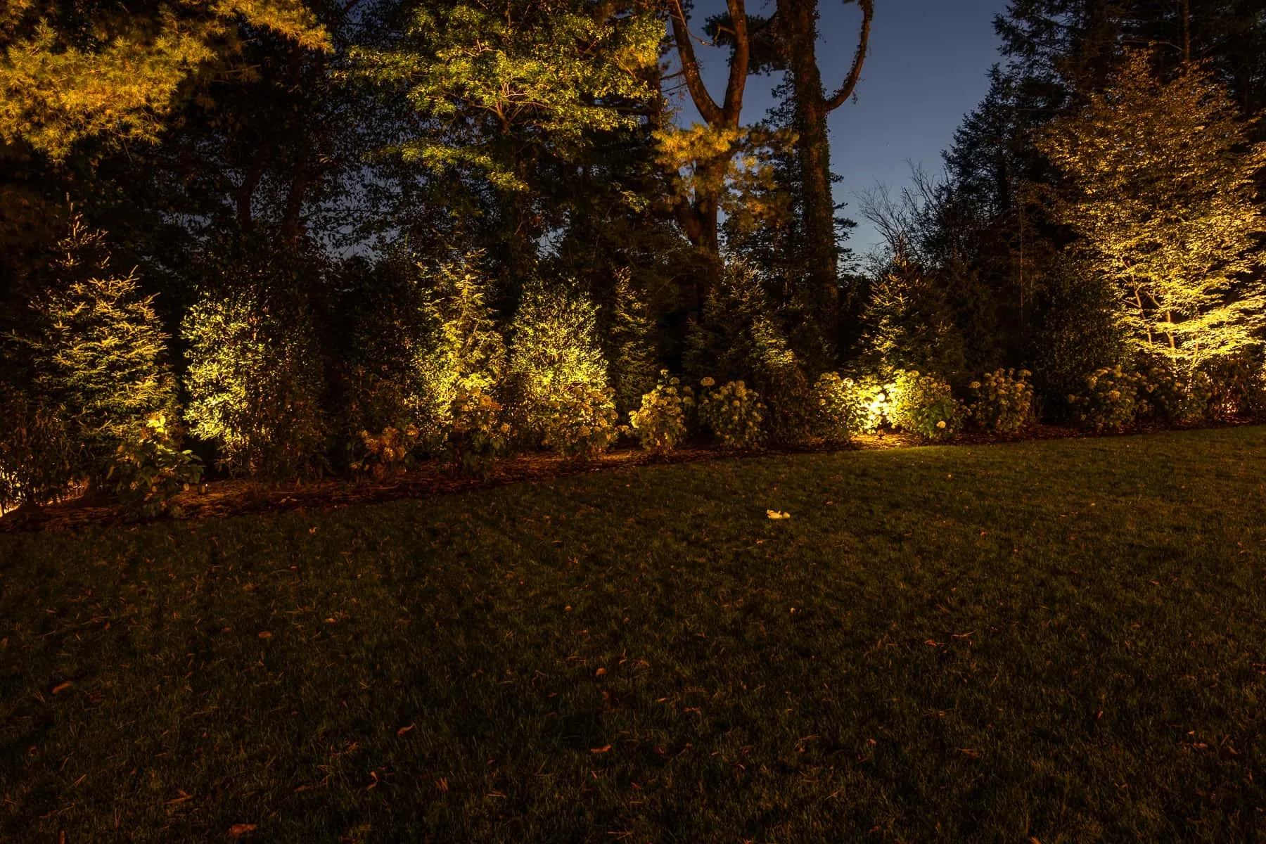 Illuminated trees and shrubs along the dark edge of a lawn.
