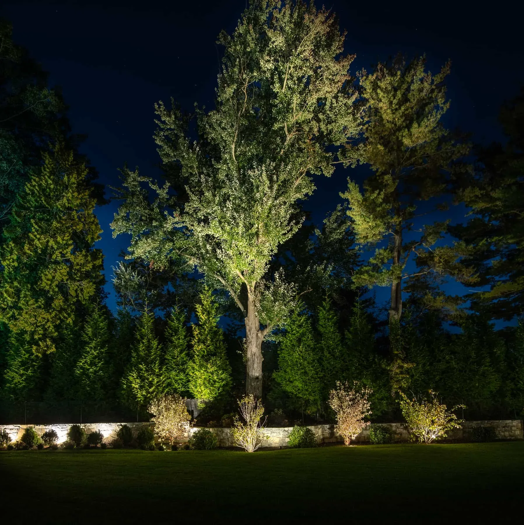 Large tree lit from below against the night sky.