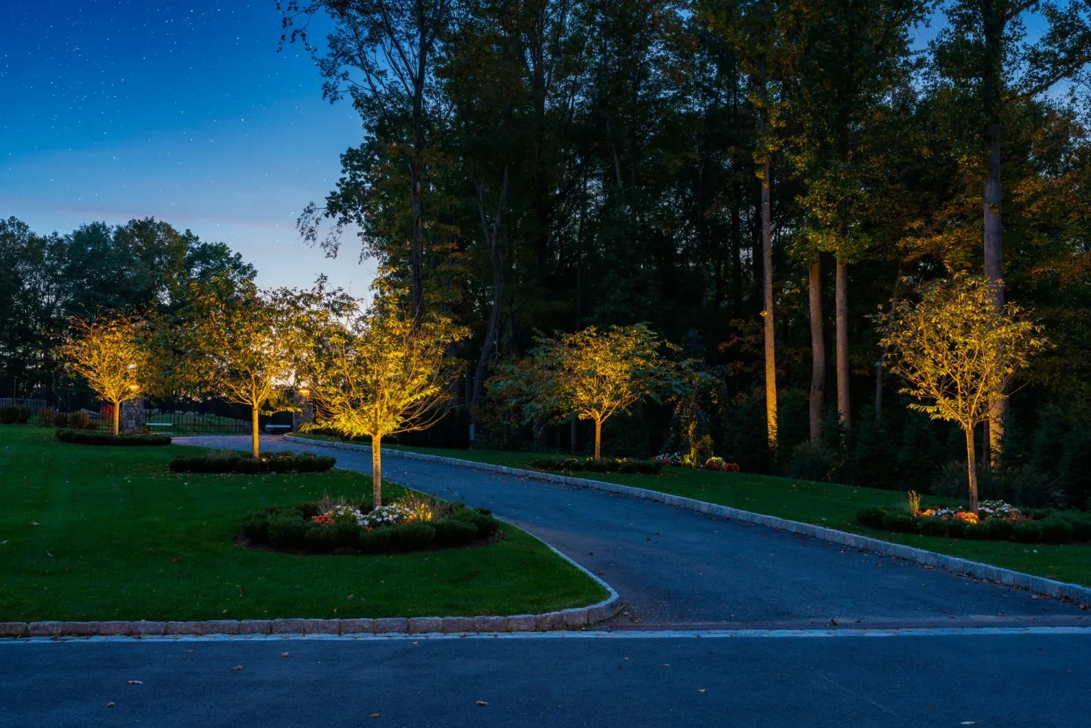Uplit trees lining a curved driveway at dusk.