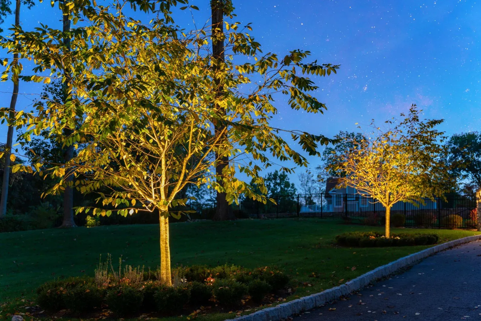 Small trees lit from below beside a lawn and paved driveway.