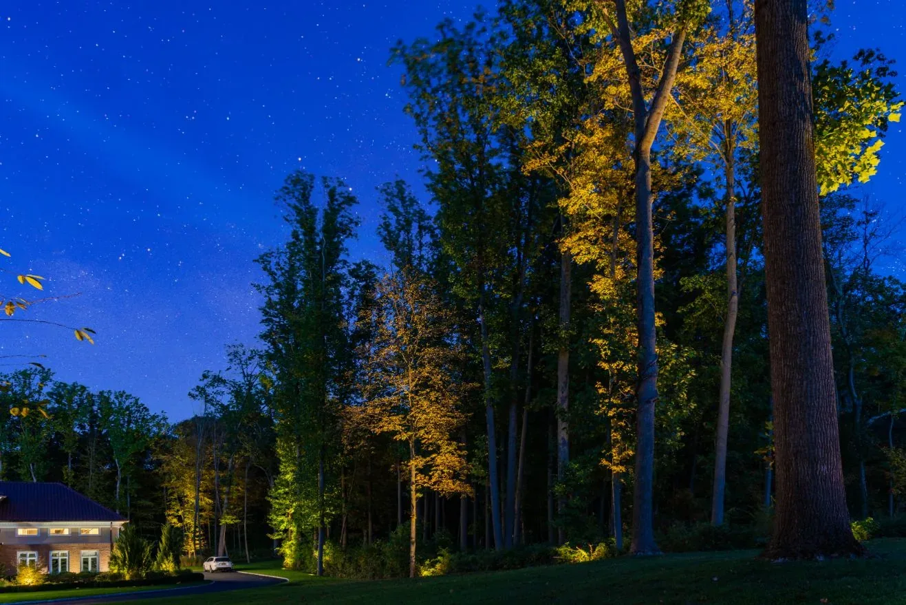 Tall trees illuminated along the side of a driveway at night.