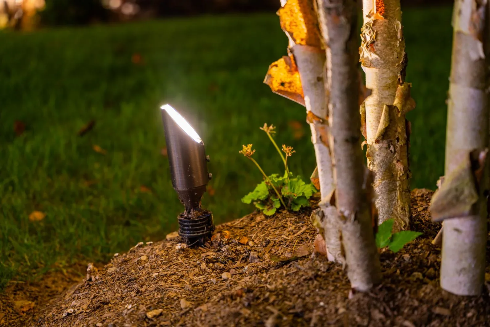 Small spotlight aimed upward beside pale tree trunks.