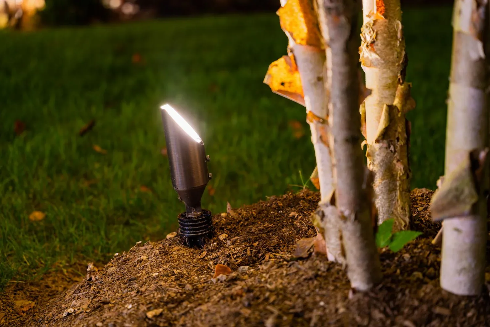 Small spotlight aimed upward beside pale tree trunks.