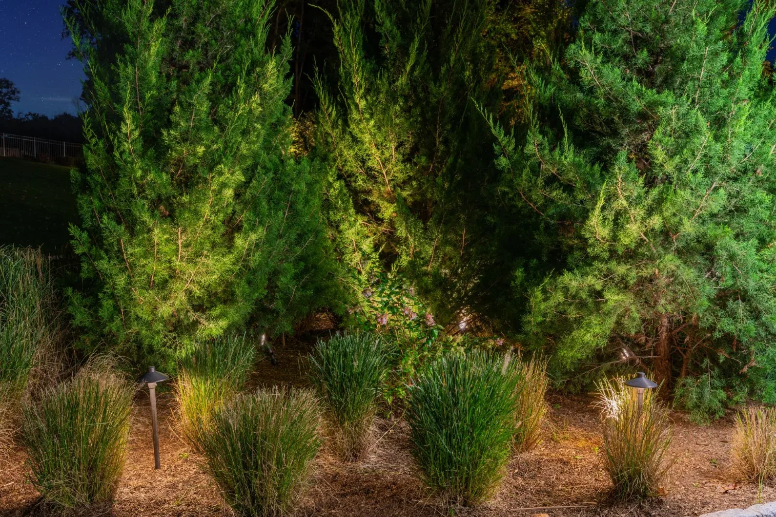 Evergreen shrubs and ornamental grasses illuminated in a planted border.