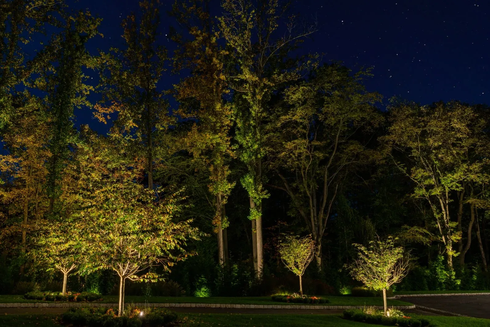 Young trees and tall evergreens illuminated along the edge of a lawn.