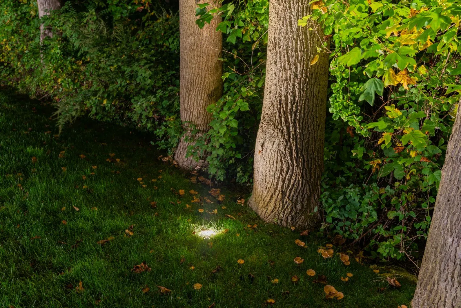 Ground lights illuminating tree trunks and climbing foliage beside a lawn.