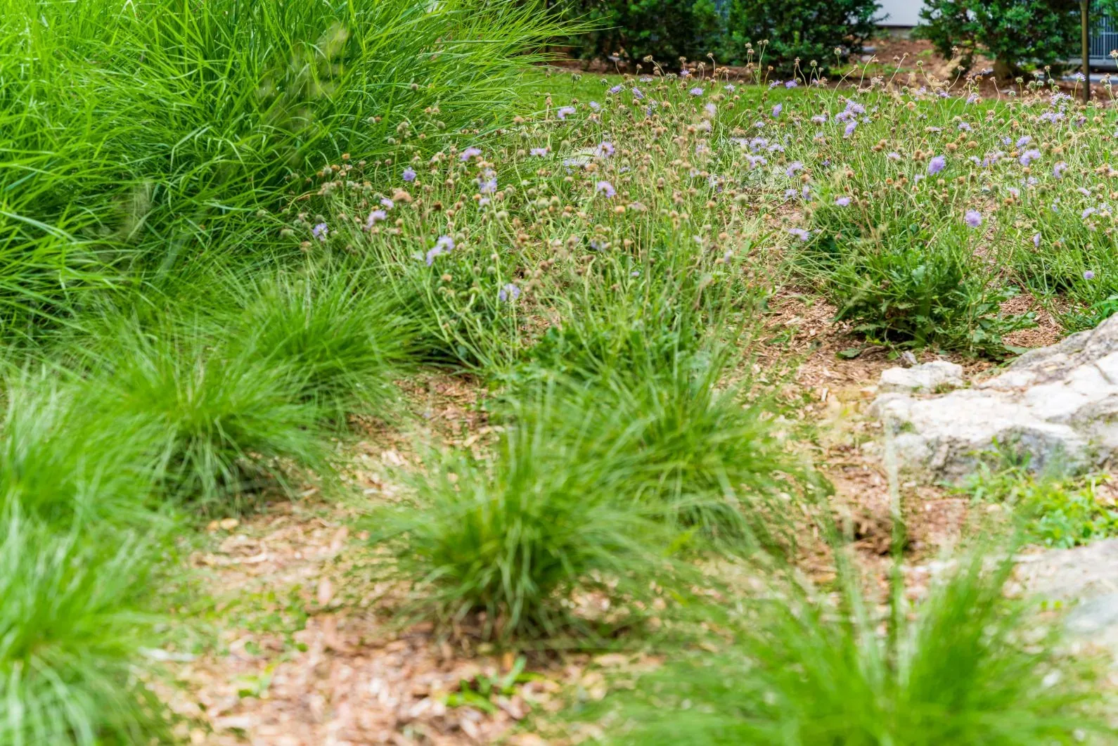 Daytime view of low garden plants and grasses beside natural rock.