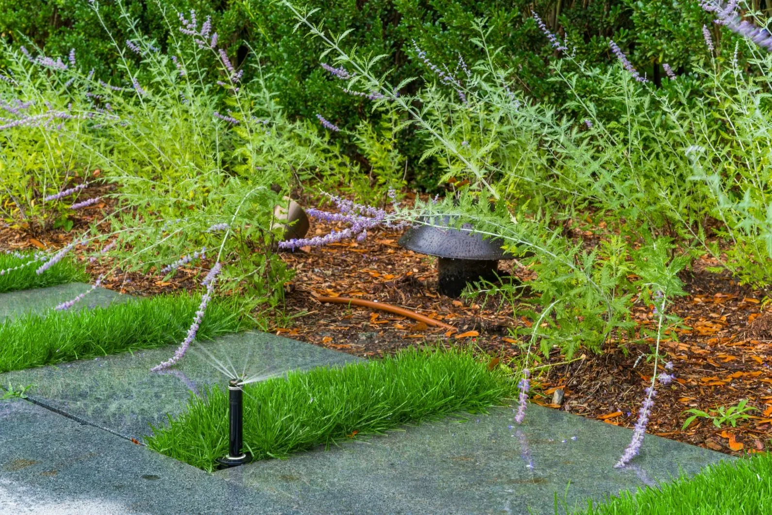 Close view of a pop-up sprinkler spraying grass between stone pavers.
