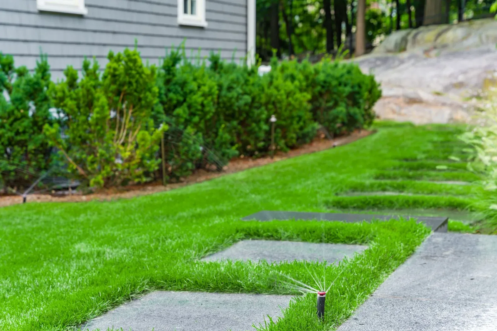 Sprinklers watering a narrow lawn and stepping stones beside a hedge.