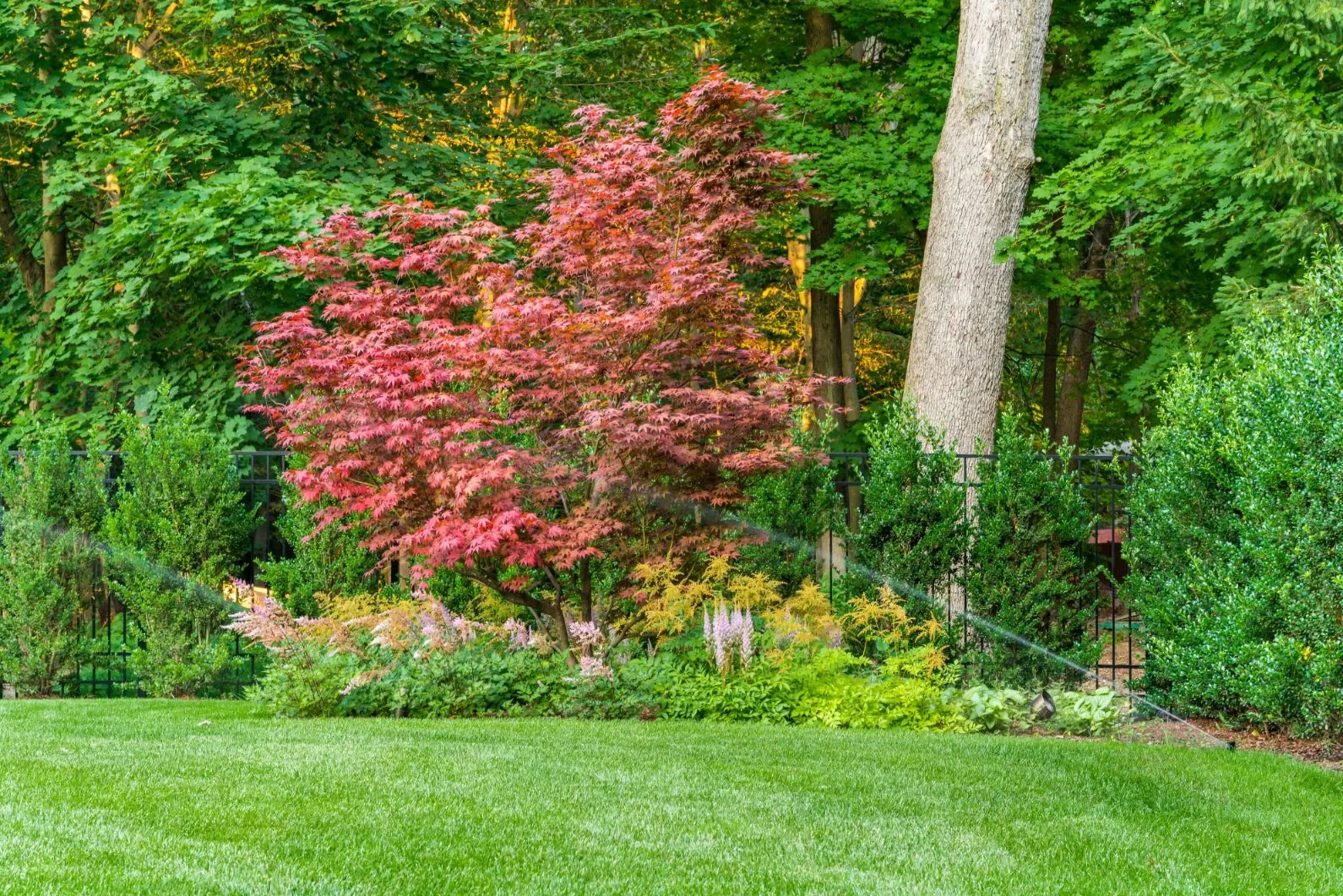 Red-leaved ornamental tree and shrubs at the edge of a lawn in daylight.