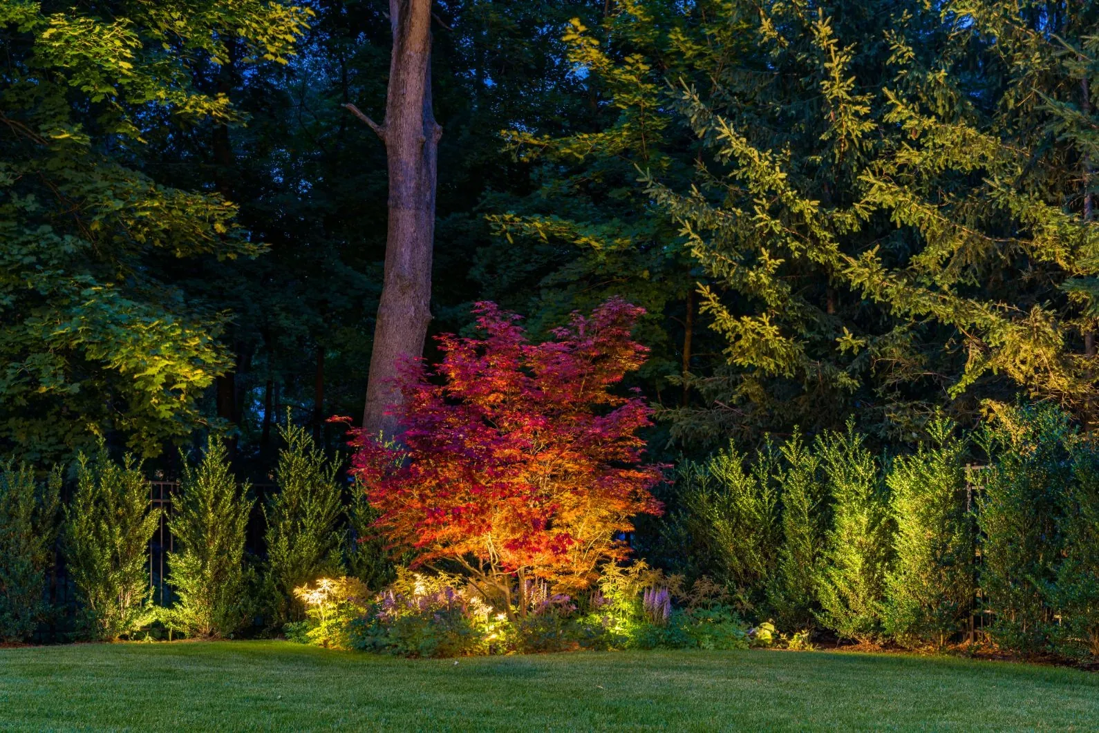 Red-leaved tree illuminated against a backdrop of tall evergreens.