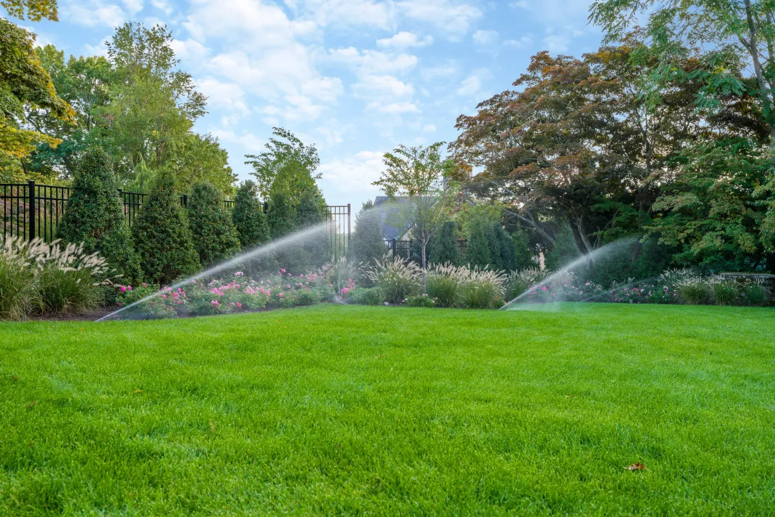 Sprinklers watering a lawn bordered by shrubs and a black fence.