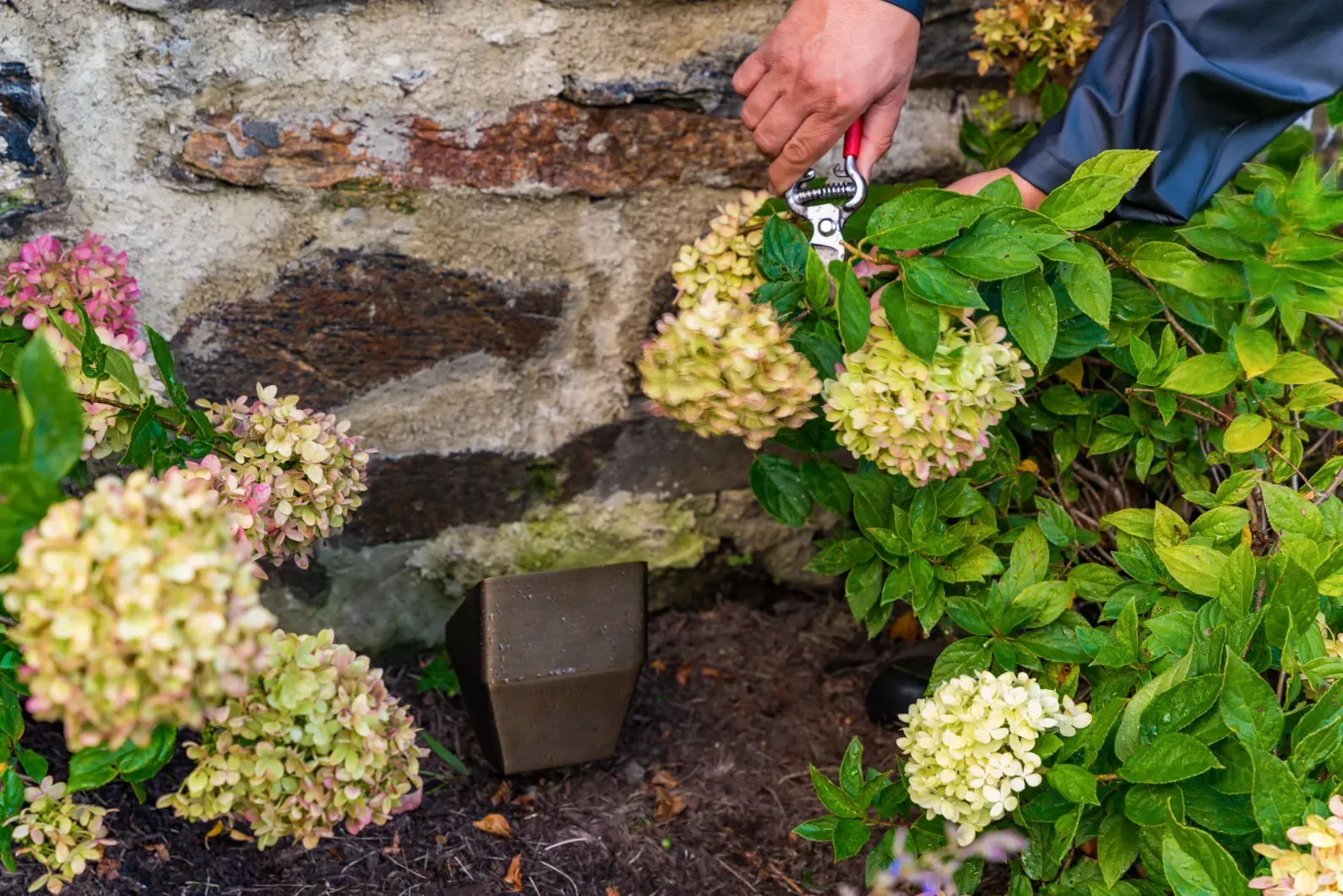 Hands trimming foliage beside a small landscape light and stone wall.