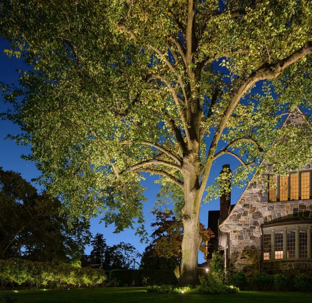 Large tree lit from below beside a stone house at night.