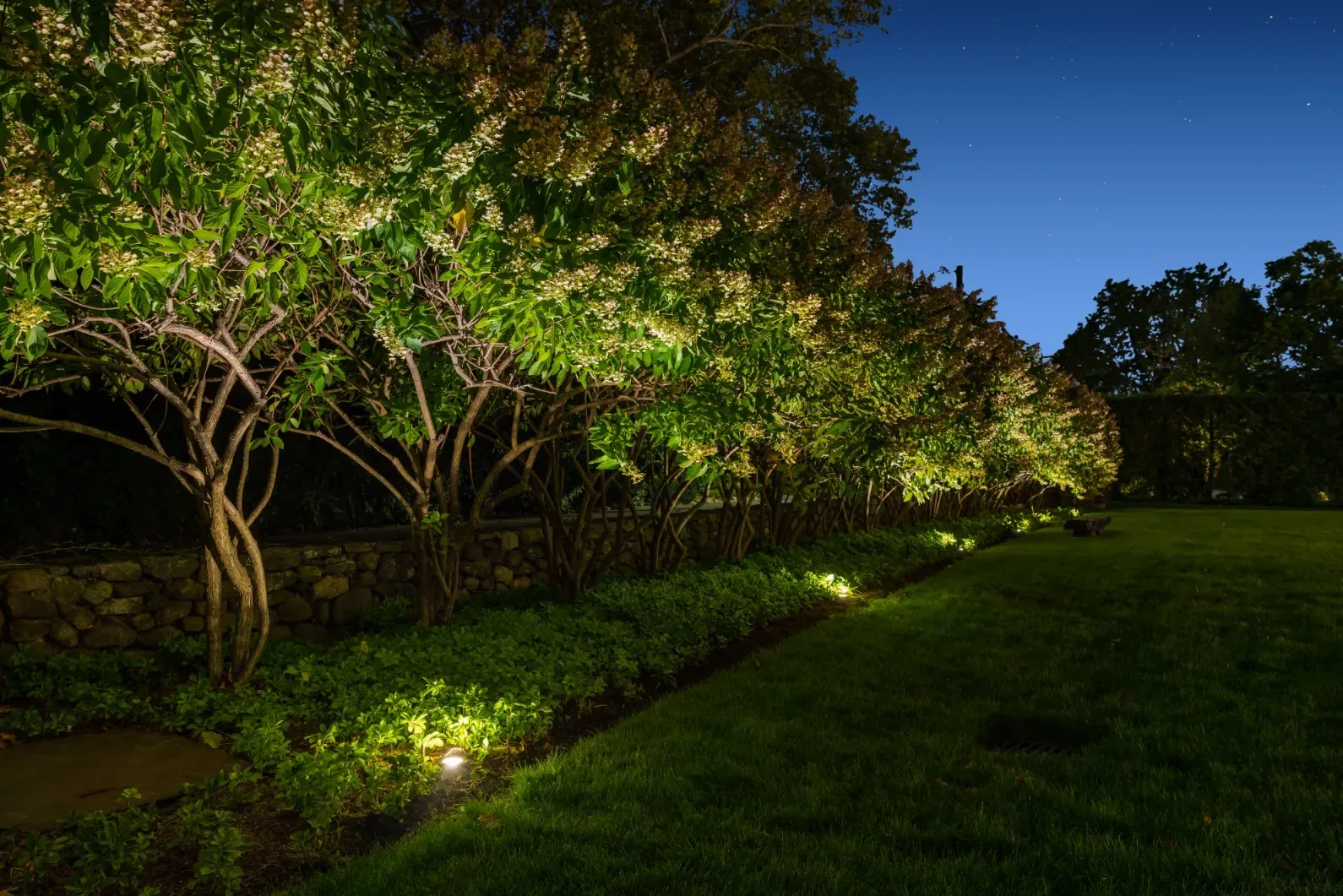 Garden lights along a planted border beneath a row of small trees.