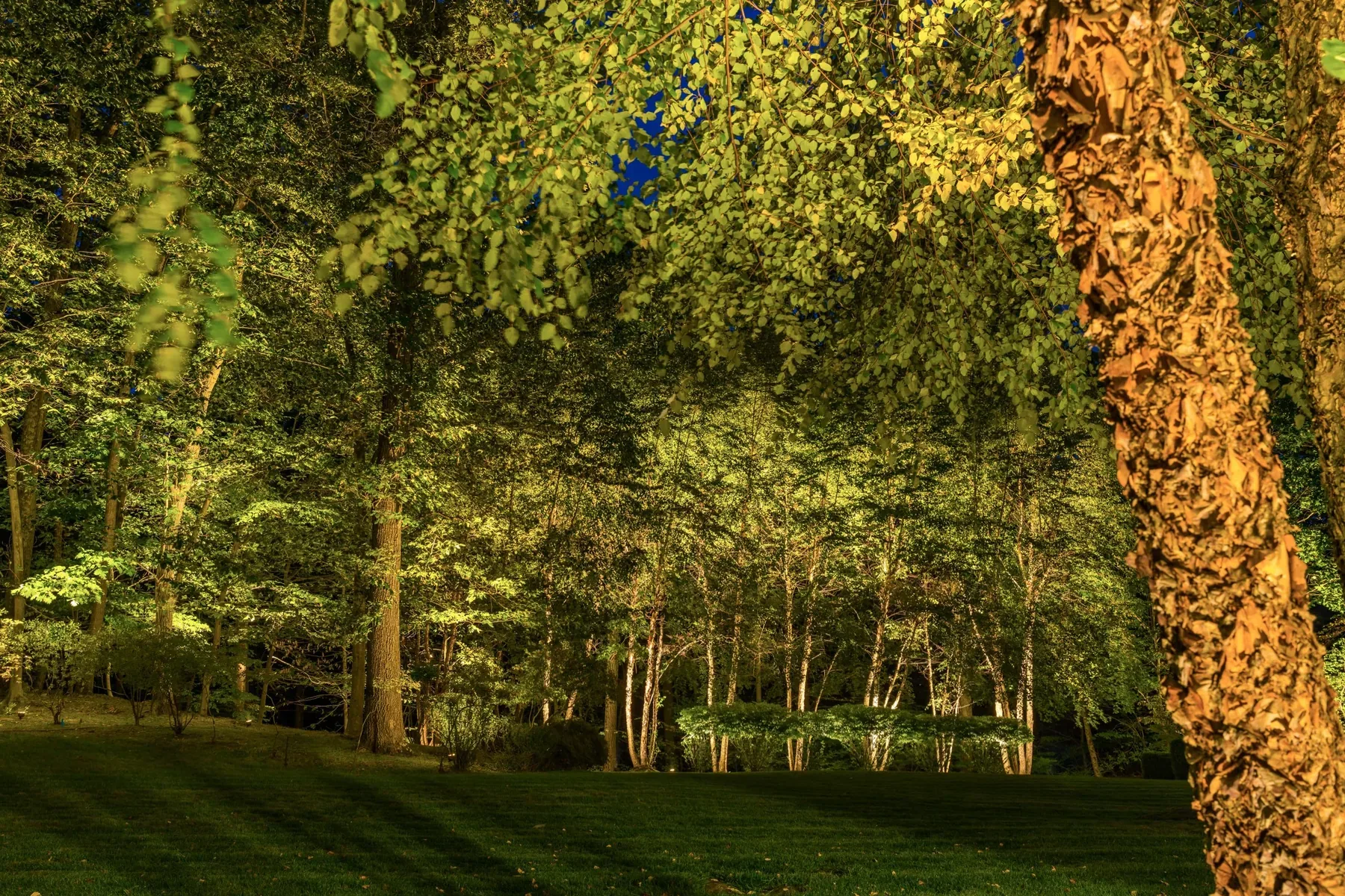 Illuminated tree trunk and woodland edge beside a lawn at night.