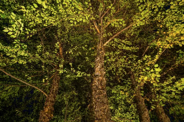 Tree branches and green foliage lit from below against the night sky.