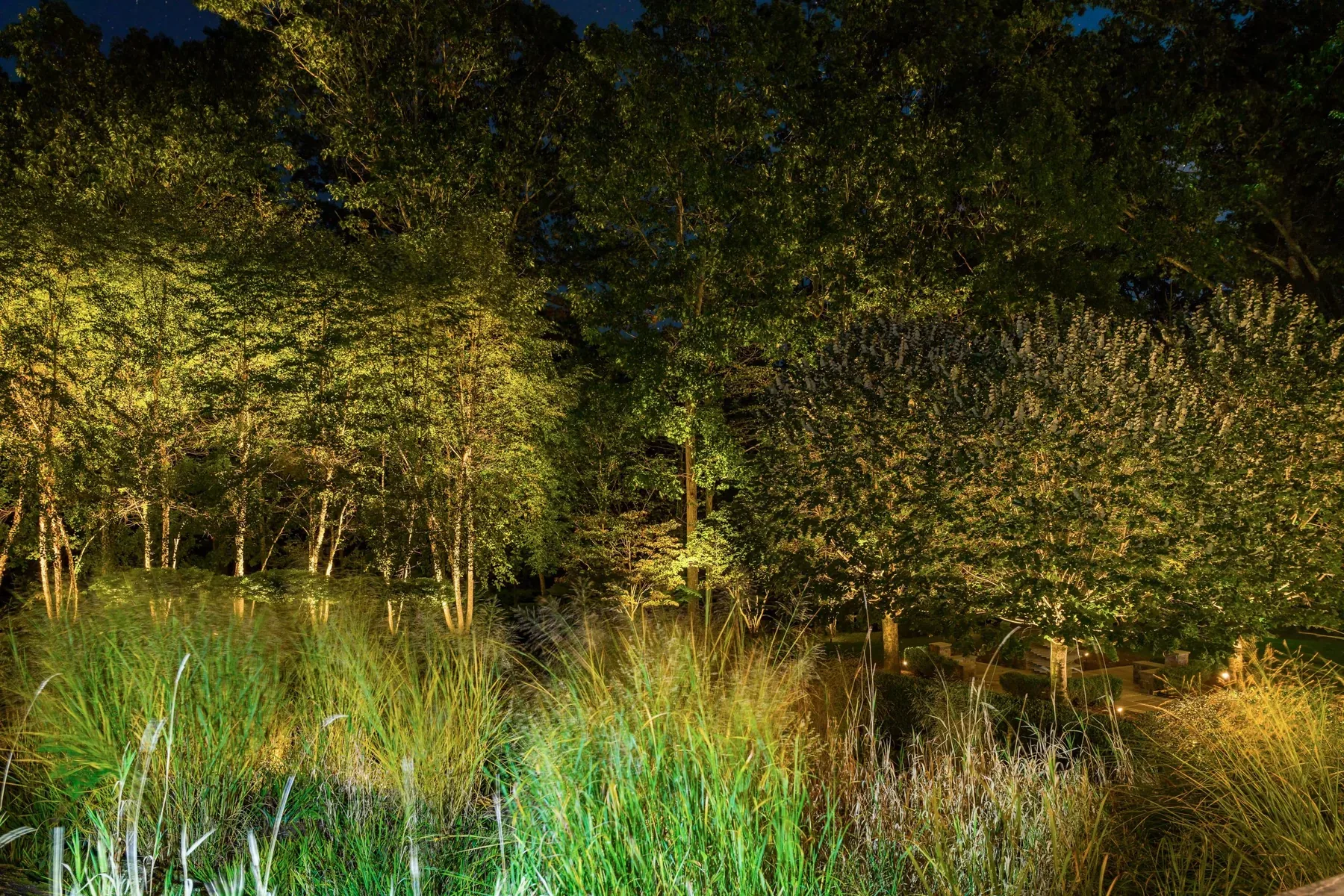 Ornamental grasses and trees illuminated in a garden after dark.