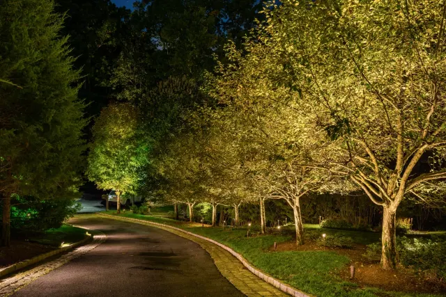 Tree-lined driveway illuminated along a gentle curve at night.