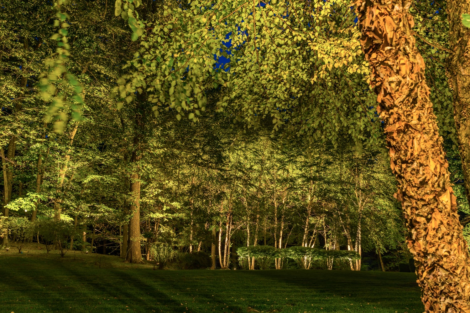 Warm landscape lighting illuminates trees and a lawn after dark.